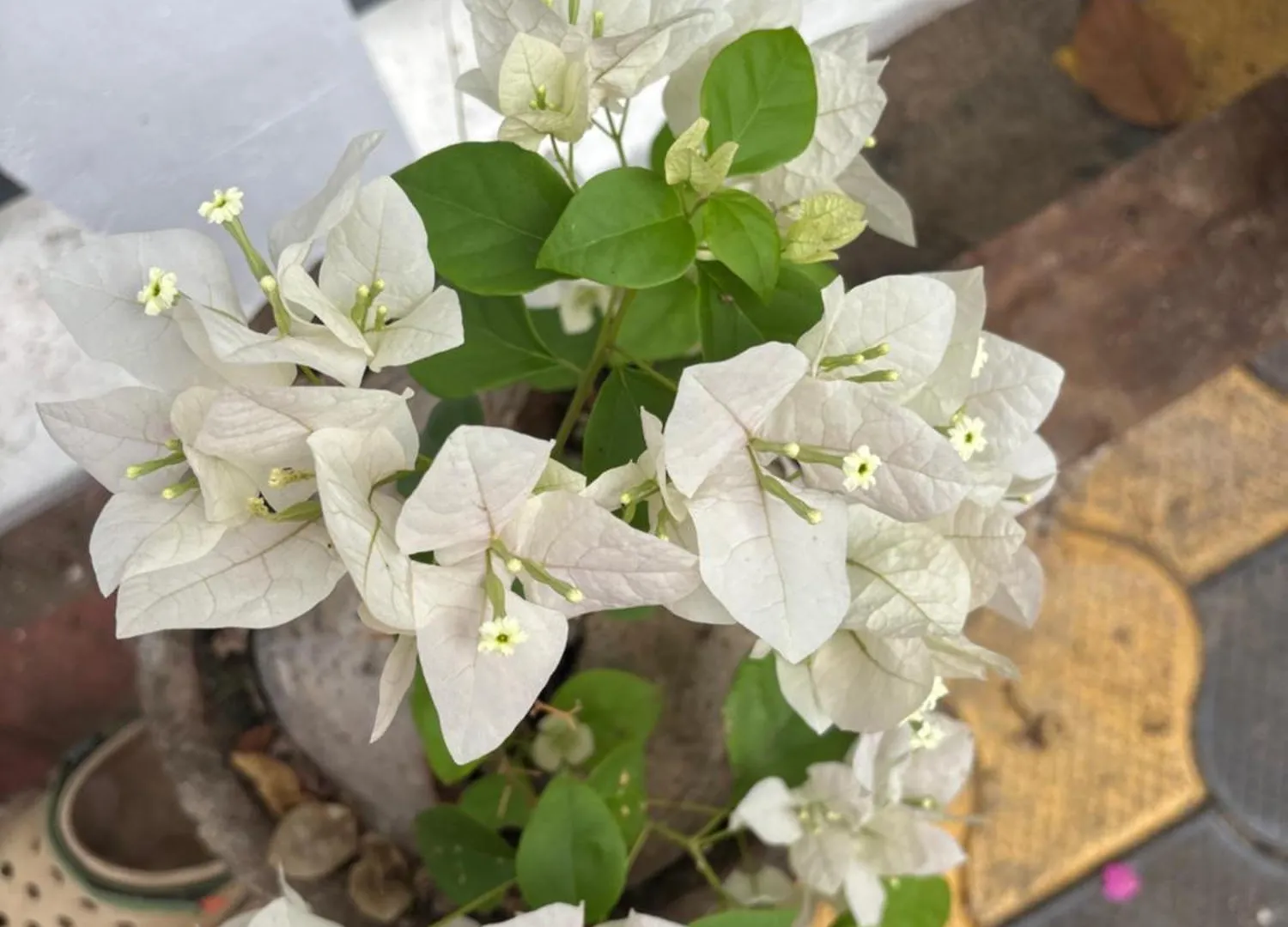 Casa Grande Homestay Anaviratty Munnar הודו