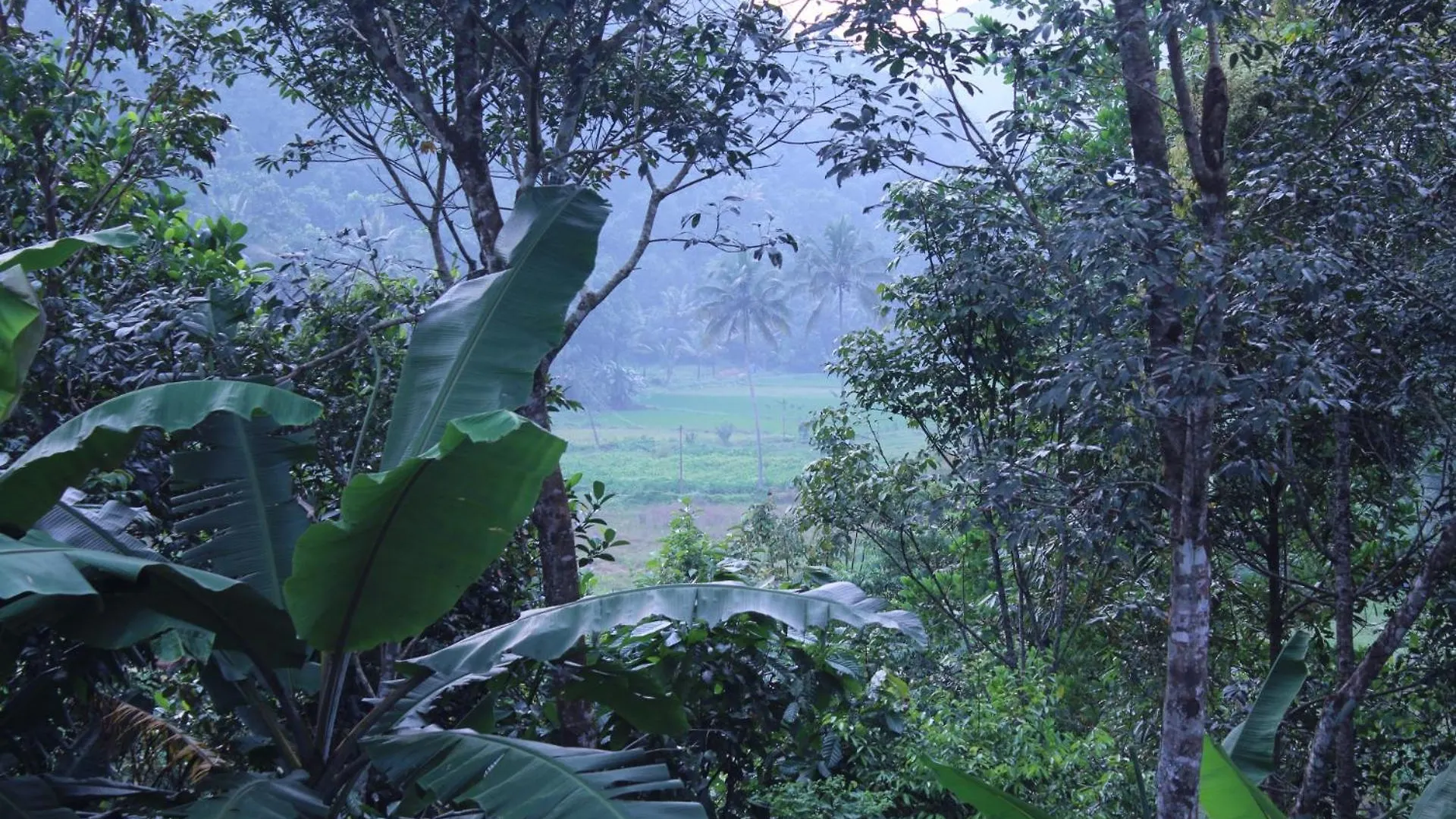 Casa Grande Homestay Anaviratty Munnar