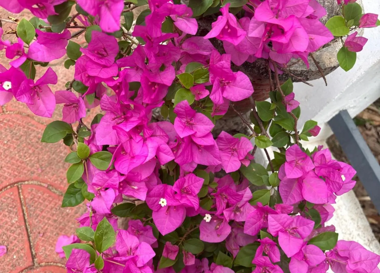 Casa Grande Homestay Anaviratty Munnar