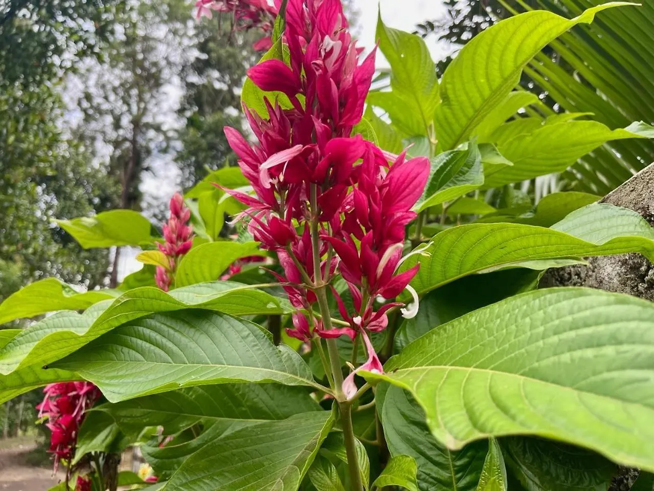 Casa Grande Homestay Anaviratty Munnar India